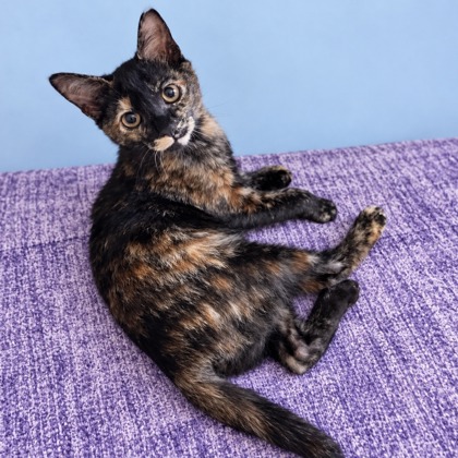 DEEP DISH - Domestic Shorthair / Mix available for adoption