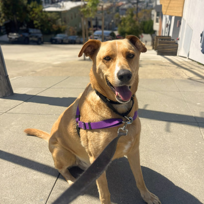 PRESCOTT - Shepherd / Mix available for adoption
