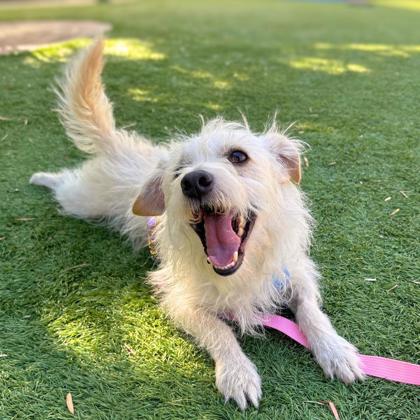 BORTLES - Terrier / Mix available for adoption