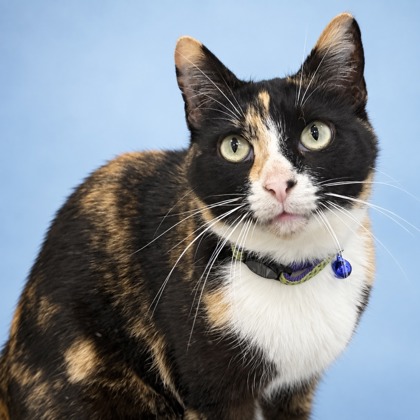 KITTY - Domestic Shorthair / Mix available for adoption