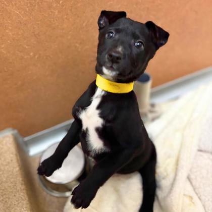 PEAR - Shepherd / Mix available for adoption