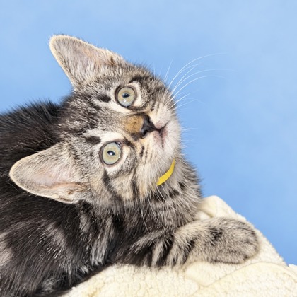 IAN - Domestic Shorthair / Mix available for adoption