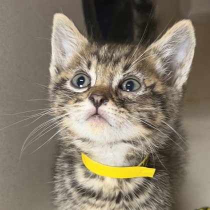 BANJO - Domestic Shorthair / Mix available for adoption