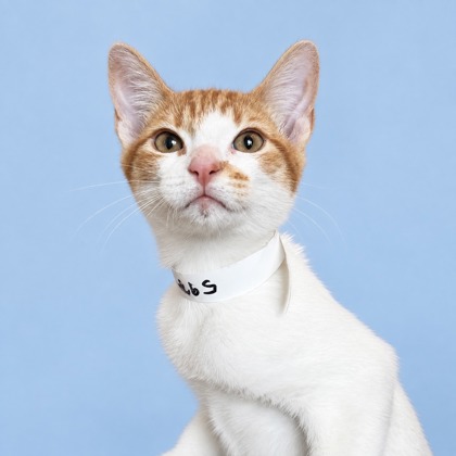 DOLLY - Domestic Shorthair / Mix available for adoption