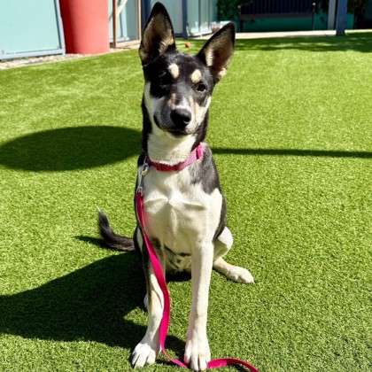 HERA - Siberian Husky / Mix available for adoption