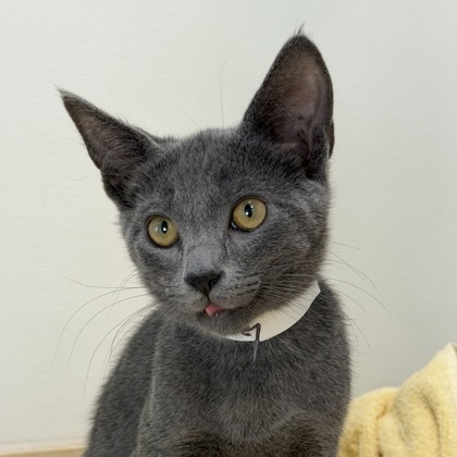 CHARLIE - Domestic Shorthair / Mix available for adoption
