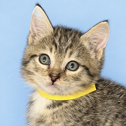 EREN - Domestic Medium Hair / Mix available for adoption