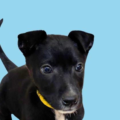 PEAR - Shepherd / Mix available for adoption