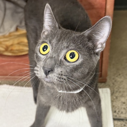 JACKIES - Domestic Shorthair / Mix available for adoption
