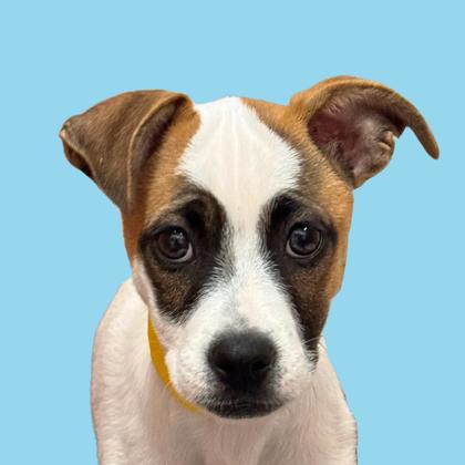 CALLUM - Terrier / Mix available for adoption