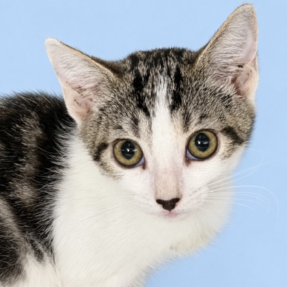 ELLA LANGLEY - Domestic Shorthair / Mix available for adoption