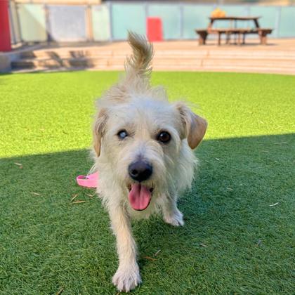 BORTLES - Terrier / Mix available for adoption