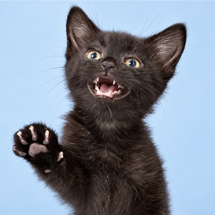 LIL BEAN - Domestic Shorthair / Mix available for adoption