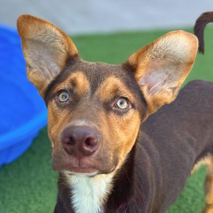 MAXIMO - Shepherd / Mix available for adoption