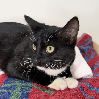 HERMES - Domestic Shorthair / Mix available for adoption