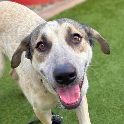 SPARKLY CRYSTAL - Australian Cattle Dog / Mix available for adoption