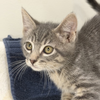 GLACEON - Domestic Shorthair / Mix available for adoption