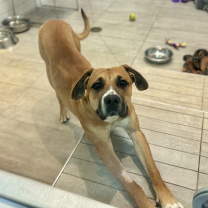 OLLIE - Black-Mouth Cur / Mix available for adoption