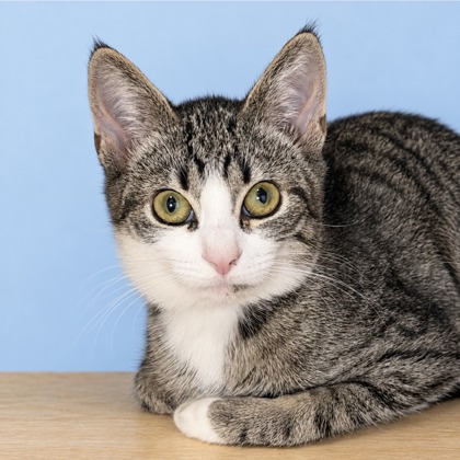 KENDALL - Domestic Shorthair / Mix available for adoption