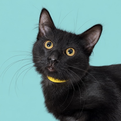 BUTCH CASSIDY - Domestic Longhair / Mix available for adoption