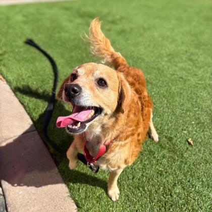 BAILEY - Terrier / Mix available for adoption