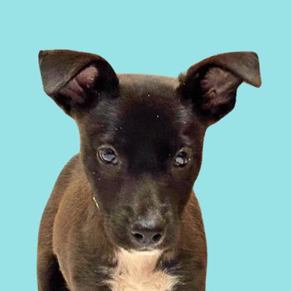 SABYNE - Shepherd / Mix available for adoption