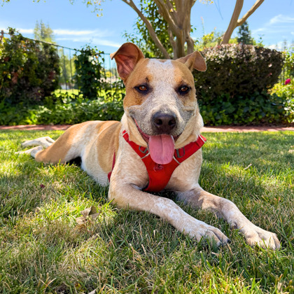 HOWDY - Australian Cattle Dog / Mix available for adoption