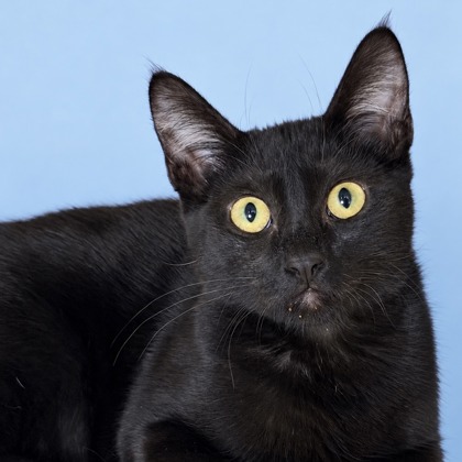 FIONA - Domestic Shorthair / Mix available for adoption