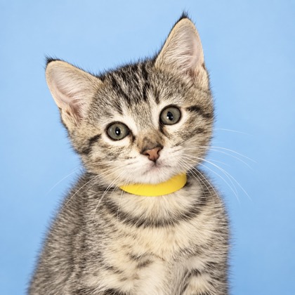 ARMIN - Domestic Medium Hair / Mix available for adoption