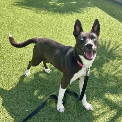BLUE - Siberian Husky / Mix available for adoption