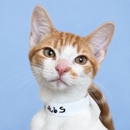 DOLLY - Domestic Shorthair / Mix available for adoption