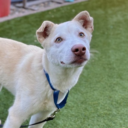 CASPER - Siberian Husky / Mix available for adoption