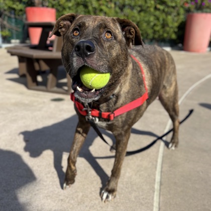 JUNO - Pit Bull Terrier / Mix available for adoption