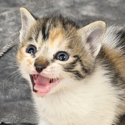BERLIN - Domestic Shorthair / Mix available for adoption