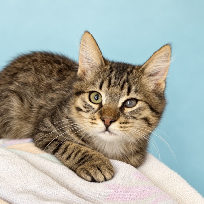 GHOST - Domestic Shorthair / Mix available for adoption