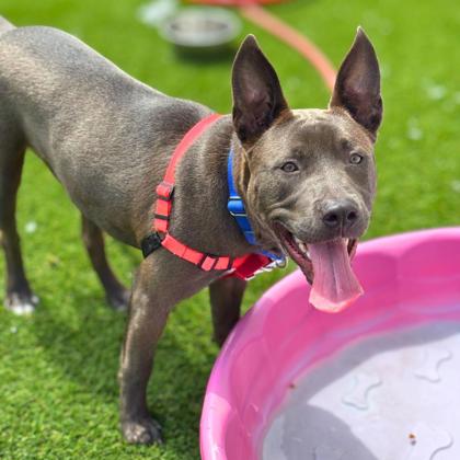 JIMBO - American Pit Bull Terrier / Mix available for adoption