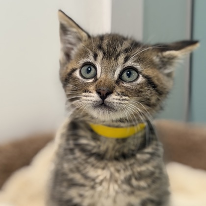 BANJO - Domestic Shorthair / Mix available for adoption