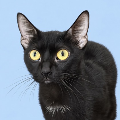 GRACIES - Domestic Shorthair / Mix available for adoption