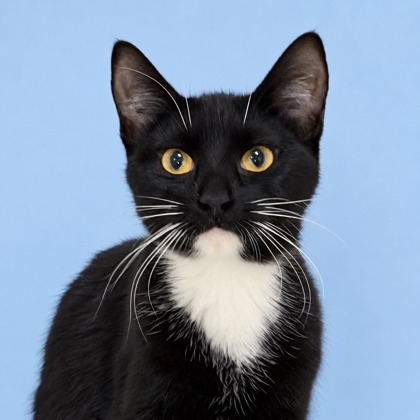 BERRY - Domestic Shorthair / Mix available for adoption