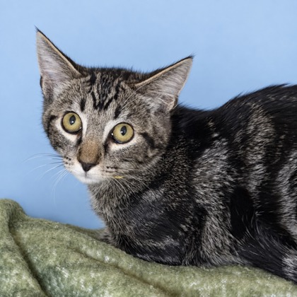 GIRASOL - Domestic Shorthair / Mix for adoption in San Francisco