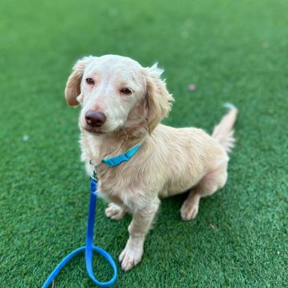 HONEY - Miniature Long Haired Dachshund / Mix available for adoption