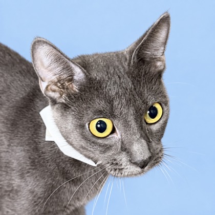 JACKIES - Domestic Shorthair / Mix available for adoption