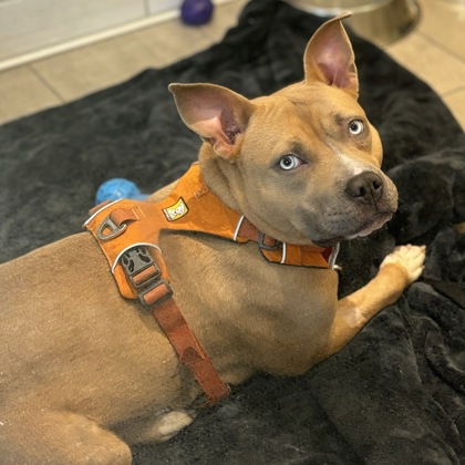 MONA - Pit Bull Terrier / Mix available for adoption