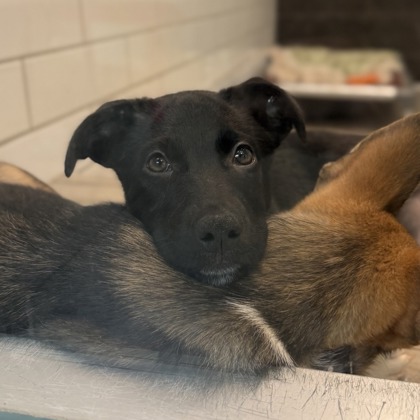 MURRAY - Australian Cattle Dog / Mix available for adoption