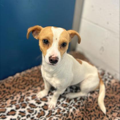 MINEY MOE - Short Coat Chihuahua / Mix available for adoption
