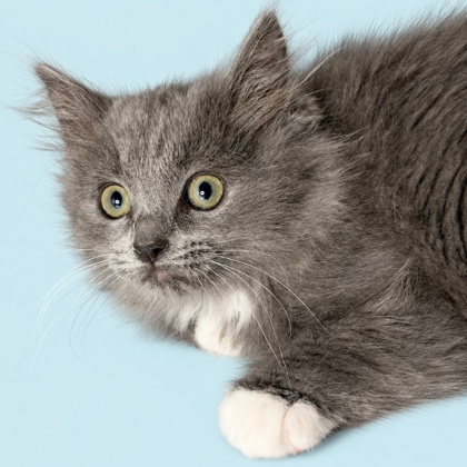 DANNY - Domestic Shorthair / Mix available for adoption