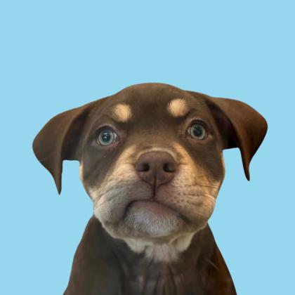 ARTICHOKE - Pit Bull Terrier / Mix available for adoption