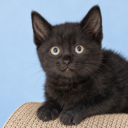BEAUTY - Domestic Shorthair / Mix available for adoption