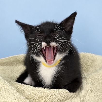 SPIDER LILY - Domestic Shorthair / Mix available for adoption
