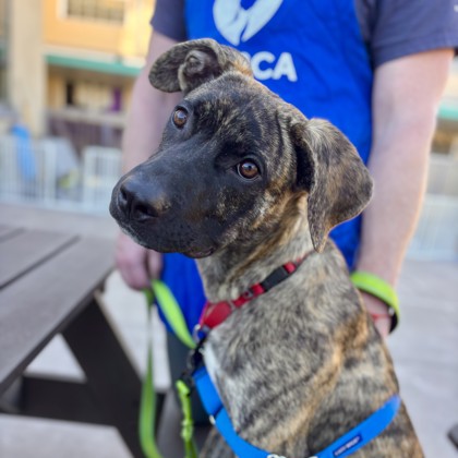 CRICKET - Dutch Shepherd / Mix available for adoption